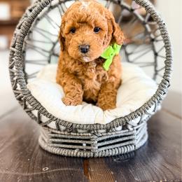 Sleepy - Red male Bernedoodle puppy in West Haven, Utah from Split Mountain Doodles