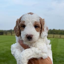 Girl 3 - Parti female Goldendoodle puppy in Wilmore, Kentucky from Central Kentucky Goldendoodles