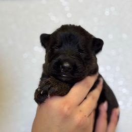 Aero - Black and red male German Shepherd puppy in Warwick, Rhode Island from Karma Kennels