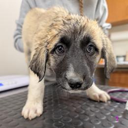 Girl 2 - Fawn female Anatolian Pyrenees puppy in Marysville, Ohio from Brotherton Family Farms