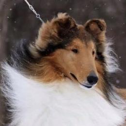 Kane - Collie
