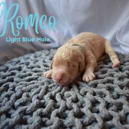 Goldendoodle Puppies from Wild Blum Doodles