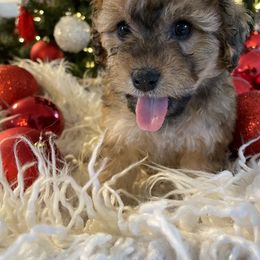 Bernedoodle and Havapoo Puppies from Precious Paws and Purrs