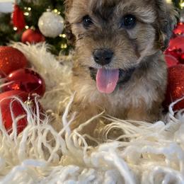 Bernedoodle and Havapoo Puppies from Precious Paws and Purrs