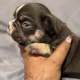 French Bulldogs from Aztec Lace Frenchies