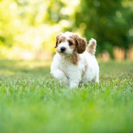 Goldendoodle and Poodle Puppies from Shadow Ridge Doodles