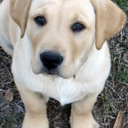 Labrador Retriever Puppies from Boomerang Farm