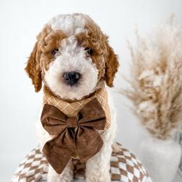 Hattie's Last Chapter- Verse - Parti male Goldendoodle puppy in Russell Springs, Kentucky from Milk & Honey Doodles