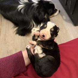 Griffin - Tri-color male Border Collie puppy in Grapeview, Washington from Athena’s Collies