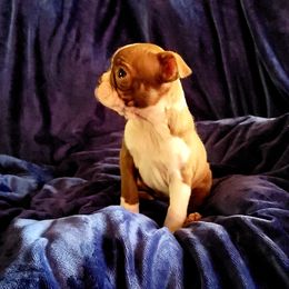 Boston Terrier Puppies from The Christian Bostons