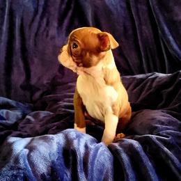 Boston Terrier Puppies from The Christian Bostons