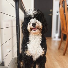Makes - Bernedoodle