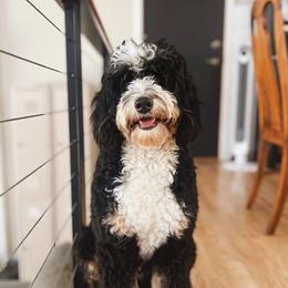 Makes - Bernedoodle