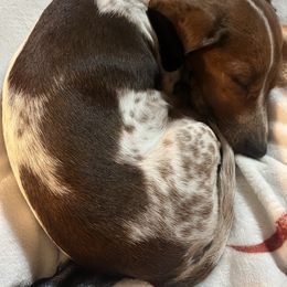 Angie - Dachshund