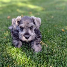 Elizabeth - Salt and pepper female Miniature Schnauzer puppy in Ferndale, Washington from Blackhorse Schnauzers Washington state