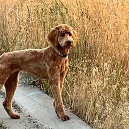 Goldendoodles from Goldendoodles on the Prairie
