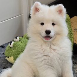 Samoyed Puppies from Snowshoe Samoyeds