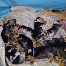 American Leopard Hound Puppies from Black Dragon Hounds
