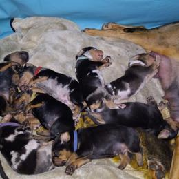 American Leopard Hound Puppies from Black Dragon Hounds