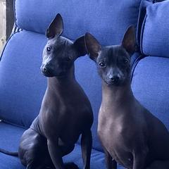 Chiquita - Xoloitzcuintli