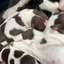 Tbd - Chocolate and white female Teddy Roosevelt Terrier puppy in Troy, Ohio from Wiggle Wags Miniature American Shepherds
