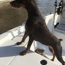 Doberman Pinscher Puppies from Marbendale’s Doberman