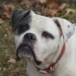 Sophie - American Bulldog