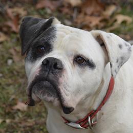Sophie - American Bulldog
