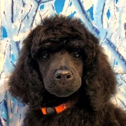 Poodle Puppies from Tri Star Standard Poodles