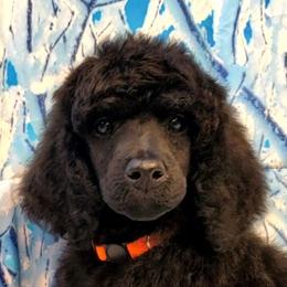 Poodle Puppies from Tri Star Standard Poodles