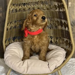 Mr. Red - Red  male Goldendoodle puppy in Blue Springs, Missouri from Farmstead 51