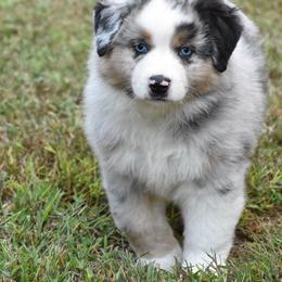 Australian Shepherd and Miniature American Shepherd Puppies from Battlefield Australian Shepherds and Miniature American Shepherds