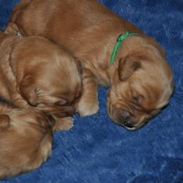 Golden Retriever Puppies from Aurora's Northern Goldens
