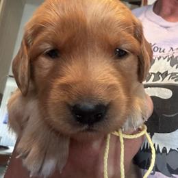 Miss Yellow - Dark golden female Golden Retriever puppy in Stratton, Colorado from Anam Cara Retrievers