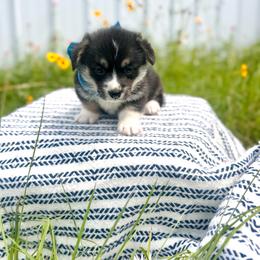Lulu's Blue Boy - Black and tan male Pembroke Welsh Corgi puppy in Vilonia, Arkansas from Lucky Pups Corgis