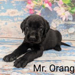 Mr Orange - Black male Labrador Retriever puppy in Lebanon, Pennsylvania from Robertson's Retrievers and Doodles