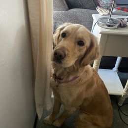 Nala - Golden Retriever