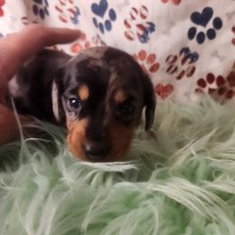 Girl 1 - female Dachshund puppy in Lovell, Wyoming from Bernstein Doxies