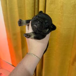 Theo - Tricolors male French Bulldog puppy in Neosho, Missouri from K2S Frenchies