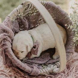 Golden Retrievers from Kaweah Oaks Golden Retrievers