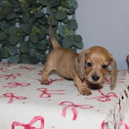 Hermione - Dapple female Dachshund puppy in Mountain Home, Arkansas from Wood's miniature Dachshunds