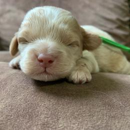 Sunny - Buff male Cockapoo puppy in Bedford, Iowa from Our Father’s Doodles