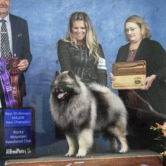 Keeshonden from SummerMist Keeshond