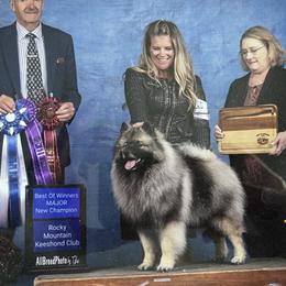 Keeshonden from SummerMist Keeshond