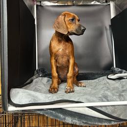 Girl 1 - Wheaten blk nose female Rhodesian Ridgeback puppy in Ocala, Florida from DogWood Kennels