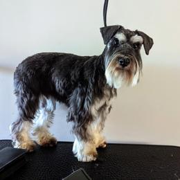 Dawn - Miniature Schnauzer