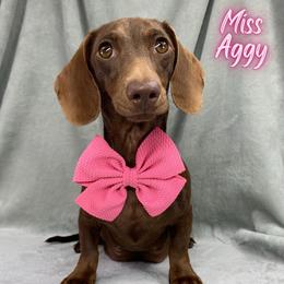 Miss Aggy - Dachshund