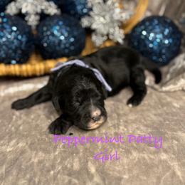 Peppermint Patty - female Golden Mountain Doodle puppy in Rockville, Minnesota from Bracha Poodles & Doodles