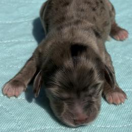 Girl 4 - Dapple female Dachshund puppy in Columbiana, Alabama from Tonya's Dachshunds