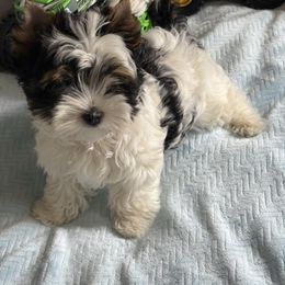 Braveheart - Black tan and white male Biewer Terrier puppy in Crossville, Tennessee from Little Bear Creek Biewers